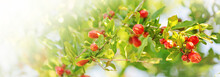 Red Pomegranade Flowers In Bright Day Sunnylight In Garden. Seasoning Bloomig, Copy Space, Banner