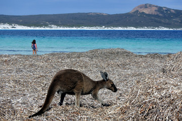 Kangaroo on the beach in Lucky Bay Cape le Grand in Western Australia