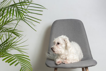 Portrait of a cute young dog lying on a gray modern chair. Plant plants and white background