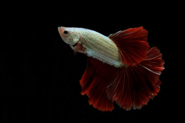 Sticker - The movement style of the white-red Thai fighting fish on a black background