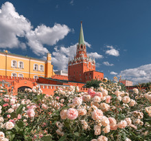 Shrub Roses On The Background Of The Trinity Tower Of The Kremlin. Alexander Garden