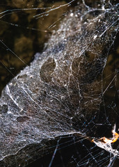 Spider web in backlight on a trunk, Italy