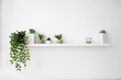 © Julia - White square frame and a group of indoor plants on a bookshelf. Minimal composition.