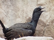 Cormorant Perching On Rocks