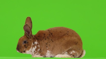 Wall Mural - Rabbit is sitting on a green screen.