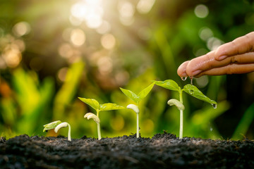 Growing crops on fertile soil and watering plants, including showing stages of plant growth, cropping concepts and investments for farmers.