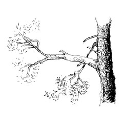 Sketch of a pine tree.Tree branch. Hand drawn sketch style vector illustration. Isolated on white background.