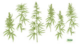 Fototapeta Sypialnia - Hemp, cannabis plant. Set of elements for design. Color vector illustration. In botanical style Isolated on white background..