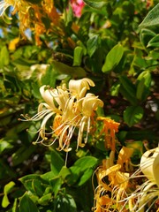 yellow flower in the garden