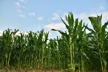 Corn filed in summer time