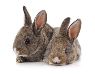 Canvas Print - Two beautiful rabbits.