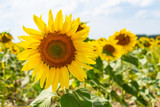 Fototapeta  - Sunflowers on the field in the sunshine. Sunny day and large yellow flowers growing side by side. Cultivation and upcoming harvests.