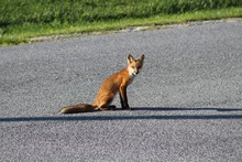Red Fox Vulpes On The Ground
