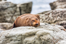 A Wild Fur Seal (kekeno) Resting On The Rocks At Kaikoura In New Zealand. 