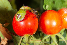 Bug Pest Harmful Turtle (Eurygaster Integriceps) On Ripe Tomatoes Close-up