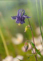 Sticker - Blue delicate aquilegia flower against the background of a morning spring garden