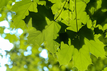 Wall Mural - Green maple leaves in the rays of morning sunlight