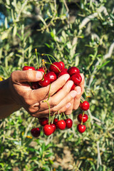 Wall Mural - man with freshly collected cherries in his hands