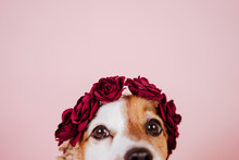 Portrait Of Cute Jack Russell Dog Wearing A Crown Of Flowers Over Pink Background. Spring Or Summer Concept