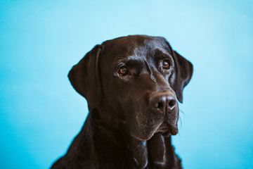 Wall Mural - portrait of beautiful black labrador dog over blue background. Colorful, spring or summer concept