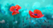Poppy flowers isolated on green blur background.