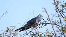 This Bird Is A Common Cuckoo, Cuculus Canorus, Sitting On A Bush And Looking At The Camera. Sound Of Nature.