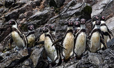 Poster - Humboldt penguin in the Ballestas Islands 17