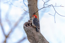 Red Belied Woodpecker. Natural Scene From Wisconsin.