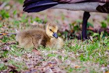Newborn Goslings In The Springtime
