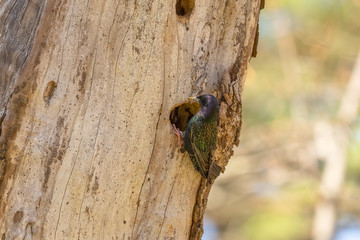 Sticker - Bird. Every spring, European starlings nesting in the trees of city parks in Wisconsin