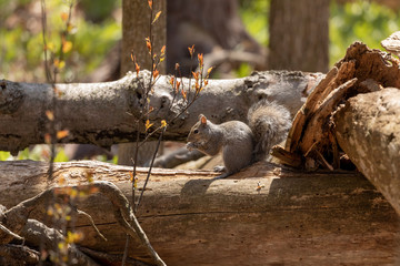 Canvas Print - Eastern gray squirrel in Wisconsin  state park