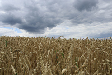 Large wheat field on sky background