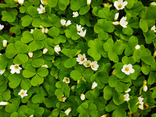 White Flowers In Green Leaves. Wood Sorrel (Oxalis) Flowers In Spring, Close-up