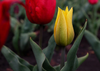 One bright yellow tulip growing among a field of red tulips. A flowery background of Dutch tulips blooming in the garden in the middle of a sunny spring day with a landscape of green grass 