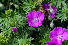 Close Up On Geranium Renardii Flower And Green Leafs