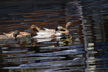 A Group Of Ducks Are Swimming In The Lake