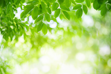 Nature of green leaf in garden at summer. Natural green leaves plants using as spring background cover page greenery environment ecology wallpaper