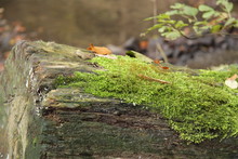 Close-up Of Moss Covered Wooden Log