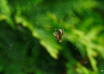 Little spider caught a fly in its web