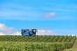 © claudia - Weinreben in der Bourgogne