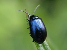 Black Beetle On Green Twig
