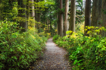 Wall Mural - forest path in the wilderness