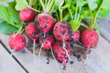 fresh organic bunch of radishes on wooden background