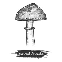 Cutted Mushroom Or Shroom With Cap Sketch