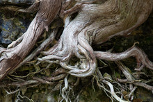 Exposed Tree Roots On Limestone Cliff