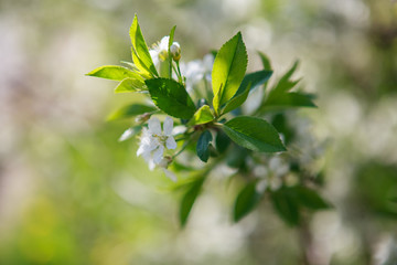 Wall Mural - цветущая вишня,blooming cherry,