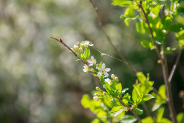 Wall Mural - цветущая вишня,blooming cherry,