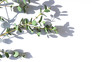 © mariarom - Eucalyptus leaves on the white bright background. Floral frame top view. Copy space