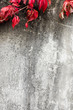 red leaves on a concrete background