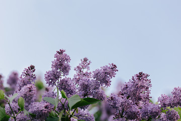 Beautiful branches of blossoming lilac in a spring garden.